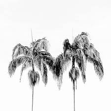 Modern Black And White Photography Prints Modern Black And White Photography Monochromatic 8x10 Black Etsy Black And White Prints Photography Prints Art White Photography