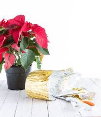 Pin On Plant Gifts