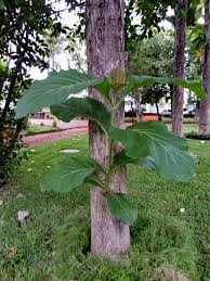 Image result for Tectona