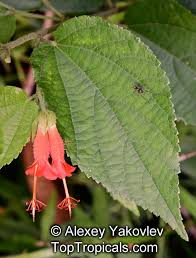 Image result for Helicteres