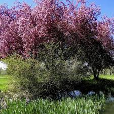 Maybe you would like to learn more about one of these? Is A Crabapple Tree Poisonous To Dogs Cuteness Crabapple Tree Crab Apple Tree