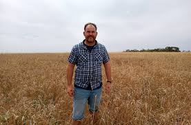 Ground cover crop prevents wind erosion and offers nutritional feed for  stock