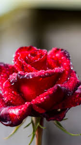 Download the background for free. 720x1280 Wallpaper Red Rose Drops Portrait Best Flower Wallpaper Red Flower Wallpaper Pink Flowers Wallpaper