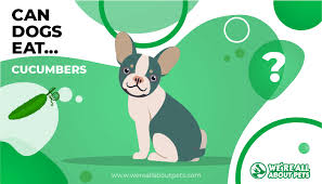 There's no downside to letting your dog eat cucumber as a snack. Can Dogs Eat Cucumbers We Re All About Pets