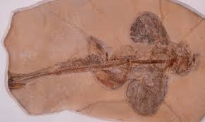 Jump to navigation jump to search. Geol431 Vertebrate Paleobiology