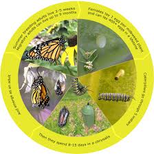 Find & download free graphic resources for monarch butterfly. Monarch Butterfly Lifecycle North Dakota Game And Fish