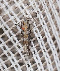 Image result for Ericinella