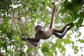 Spider Monkey Spider Monkey Animal Photography Wildlife Photography