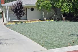 Dymondia Margaretae Dymondia Rock Ditty Lawn Alternatives Xeriscape Landscaping Ground Cover Plants