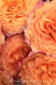 Propagated on hardy rosa multiflora rootstock. Premium Scented Garden Rose Free Spirit
