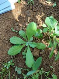 Image result for Gnaphalium