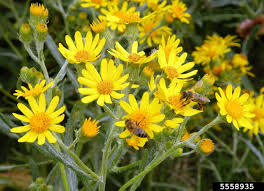 Image result for Senecio madagascariensis