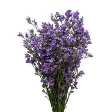 Image result for Limonium