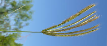 Image result for Chloris virgata