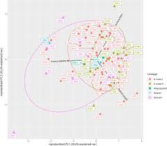 Image result for Abildgaardia