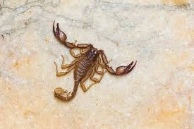 Image result for Scorpion