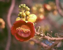 Image result for Lecythidaceae
