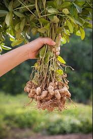 Image result for Arachis hypogaea