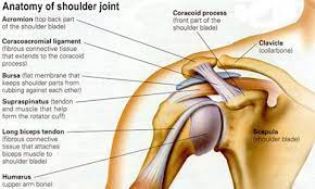 The glenohumeral ligaments can be seen here, but they're not really. Shoulder Joint Morgan Joints Hannakyleighmorgankaci