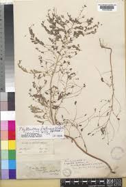 Image result for Phyllanthus fraternus