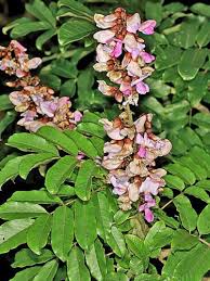 Image result for Millettia grandis