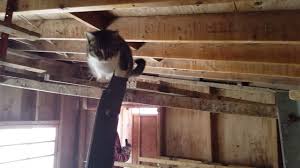 If you know of a group that needs to be added to this list, please send an email to info@barncats.org with connecticut barn cats in the subject line and contact/website info in the body of the email. Friendly Barn Cats In The Chicken Coop Youtube