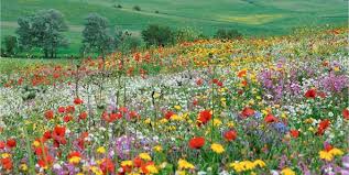 We did not find results for: Drought And The Mediterranean Garden Portugal Resident