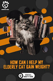 How Can I Help My Elderly Cat Gain Weight Detailed Answer In 2020 Cat Facts Cat Questions Best Cat Food