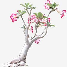 Ada banyak sekali tanaman yang bisa dijadikan bonsai. Adenium Obesum Kamboja Jepang Pohon Tanaman Pohon Pohon Indonesia Png Transparent Clipart Image And Psd File For Free Download Adenium Desert Rose Graphic Design Background Templates