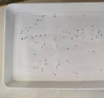 Intelligent Color Sorting Machine High-Precision Fine Salt ...