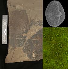 Image result for Astropanax abyssinicus