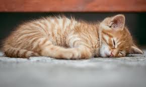 Kedi Genclik Hastaligi Sekerci Veteriner Klinigi