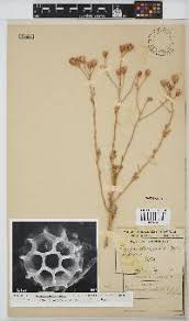 Image result for Vernonia thomsoniana