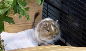 Wir verwenden cookies, um unser angebot für sie zu verbessern. Tiere Der Woche Degus Suchen Ein Zuhause Emscherblog Nachrichten Fur Holzwickede