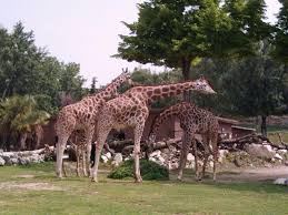 #dubaisafari #dubaisafaripark #safariparkdubai safari park, a must visit tourist attraction in dubai. Bild Safari Park Zu Peschiera Del Garda In Peschiera Del Garda