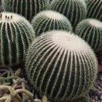 Learn about this large cactus at golden barrel cactus is very easy to care for and can survive relatively dark conditions, however; Golden Barrel Cactus Plant How To Grow A Golden Barrel Cactus