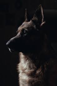 German Shepherd Would Love To Have A Picture Of My Gsds Like This Dog Insurance Best Dogs Dogs