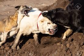 Alabay köpek beslemek istiyorsak baskın. Fight Dogs A Dog Bites Another Dog Aggressive Dog Fghting Stock Photo Picture And Royalty Free Image Image 132751023