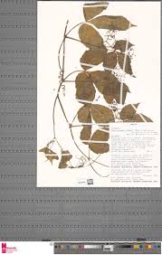 Image result for Cyphostemma lynesii