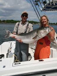 The only downside of the eels as a freshwater striped bass live bait is that they are a little expensive. Striped Bass Fishing Techniques Dawn Dusk