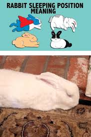 Image result for tbn:nuNU7FPK4A54yM::rvforsaleguide.com/images/bunny-resting-picture.jpg