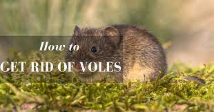 How to get rid of voles in my vegetable garden. How To Get Rid Of Voles In Your Garden