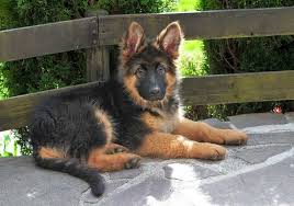 German shepherd puppies for sale. Buy Dogs In Dubai Best Pet Shop Dubai Puppies For Sale In Dubai