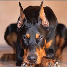 Doberman Kopegi Dobl Austria Pages Directory