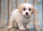 Teddy Bear Puppies for Sale - Shichon Puppies | Greenfield ...