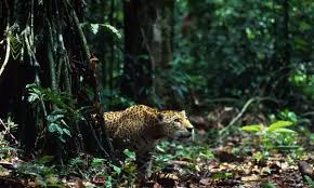 Vector altitudinal zonation in mountains forest and rainforest and animals. How Do Jaguars Survive In The Amazon Rainforest Quora