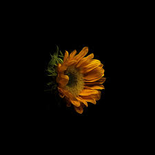 We did not find results for: Sunflower 4k Wallpapers Wallpaper Cave