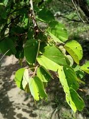Image result for Gomphocarpus kaessneri