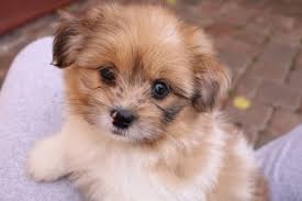 By following all the steps mentioned above, your shih tzu puppy will become a perfect companion. Shih Tzu Puppies Mombasa Kenya Cute Doggies And Puppies Free Images
