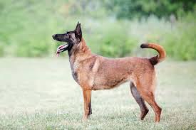 It may also refer to: Malinois Hunderasse Mit Bild Info Temperament Charakteristiken Und Fakten